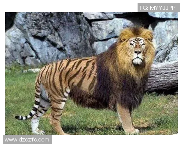 足球明星与宠物老虎的奇妙生活揭秘，探寻他们的深厚情谊与共同冒险